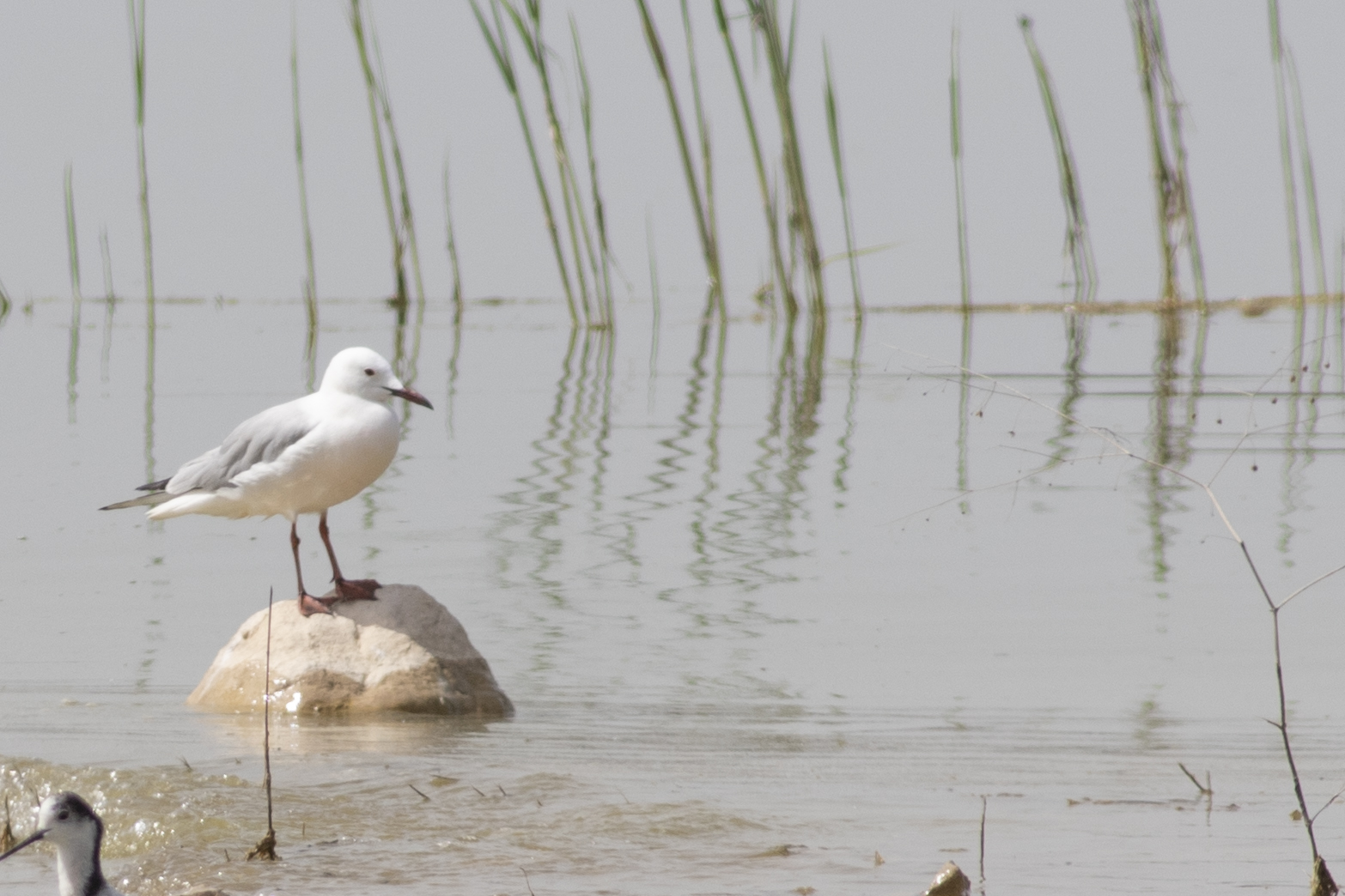 Slender-billed Gull